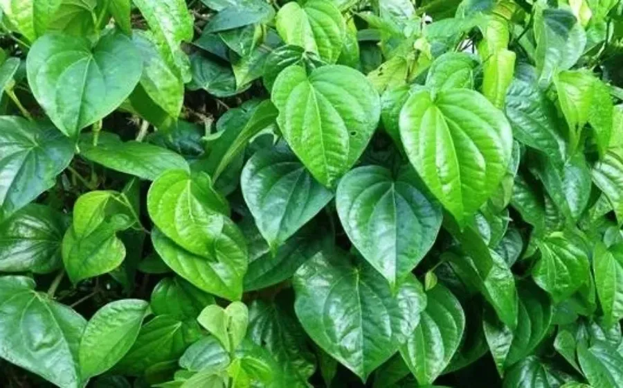 Khasiat Daun Sirih Untuk Menjaga Kesehatan Vagina